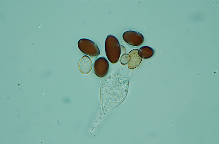 Psathyrella sp.